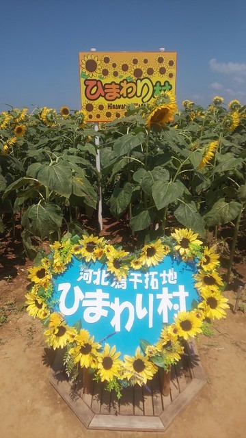 河北潟干拓地ひまわり村 観光地 名所 津幡町 金沢ラボ