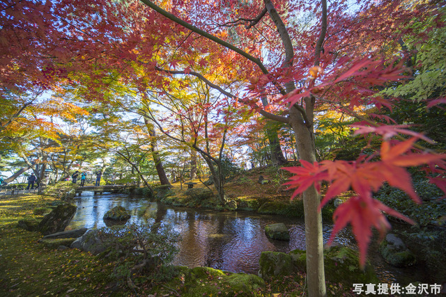 秋の紅葉 金沢ラボ